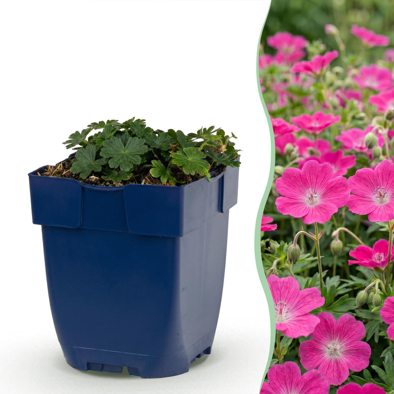 Green boutiQ - Stauden - Geranium sang. Max Frei - Storchschnabel - Bodendecker - Rosa - 1 Pflanze - Topf 11cm - Höhe 15-25cm