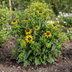 Rudbeckia Fulgida Little-Goldstar, Ø19cm Topf, 45-60cm Hoch Bild 5