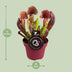 Sarracenia Catesbaei (Schlauchpflanze) Ø12cm, ↕23cm Bild 2