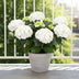 Hydrangea Teller Benxi (weiß) 7-12 Köpfe Ø23cm ↕45cm Bild 3