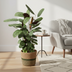 Calathea Oppenheimiana mit Korb Ø24cm - ↕80 - 100cm Bild 5