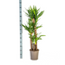 Yucca Elephantipes Ø24cm - 120-140cm: Robuste Zimmerpflanze Bild 2