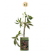 2x Parthenocissus henryana - Chinesischer Wilder Wein - Grün Bild 2