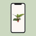 Philodendron Imperial Green Topf 17cm, Höhe 60cm Bild 5