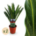 Green boutiQ - Zimmerpflanze - Cycas revoluta - Palmenfarn - Wenig Pflege - Grün - 2 - Topf 14cm - Höhe 45cm Bild 1
