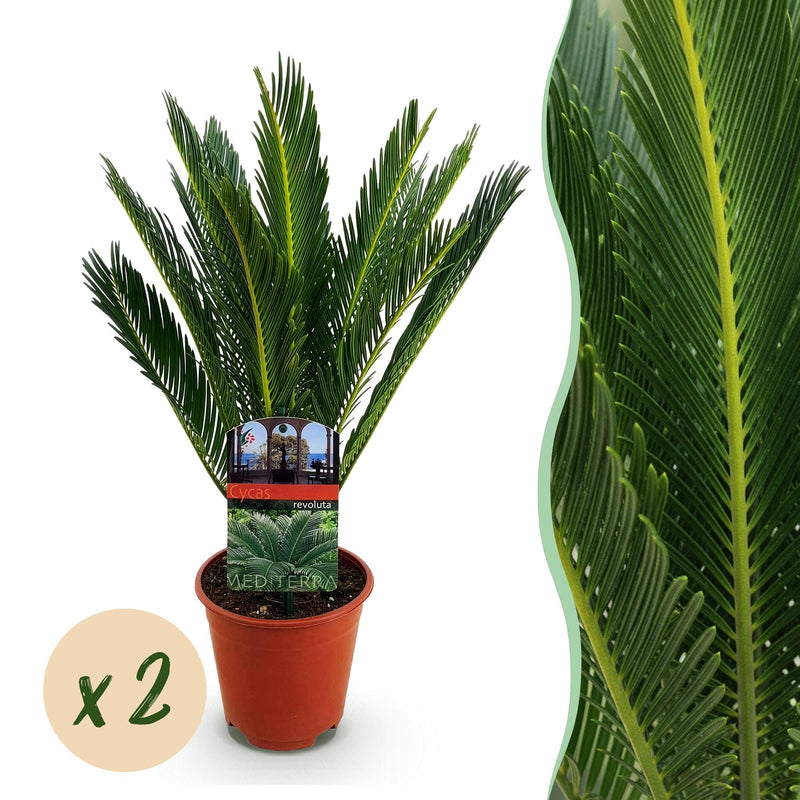 Green boutiQ - Zimmerpflanze - Cycas revoluta - Palmenfarn - Wenig Pflege - Grün - 2 - Topf 14cm - Höhe 45cm