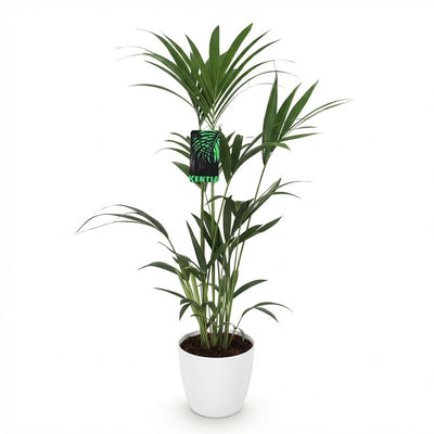 Green boutiQ Kentia-Palme (Howea Forsteriana) - 120-130cm - Weißer Topf