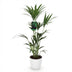 Green boutiQ Kentia-Palme (Howea Forsteriana) - 120-130cm - Weißer Topf Bild 2