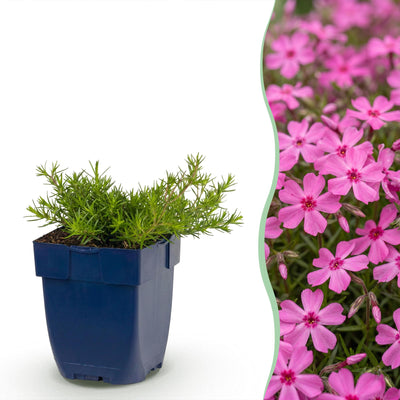 Green boutiQ - Perennial - Phlox MacDaniel's Cushion - Flame Flower - Ground Cover - Dark Pink - 12 Plants - Pot 11cm - Height 15-25cm