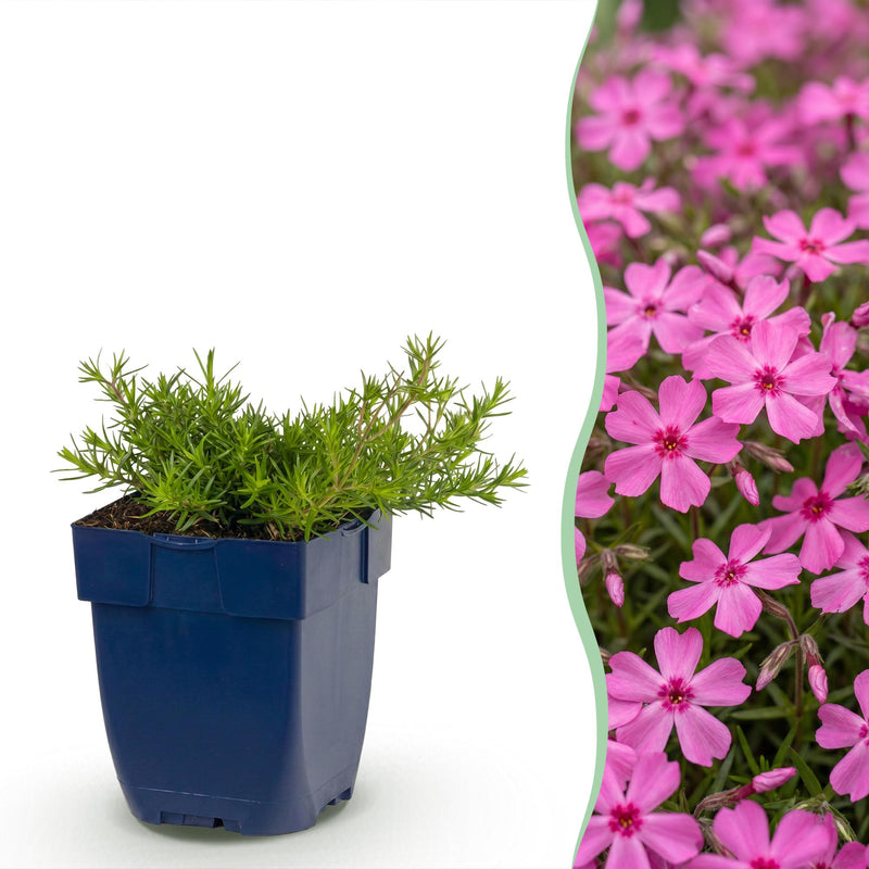 Green boutiQ - Perennial - Phlox MacDaniel's Cushion - Flame Flower - Ground Cover - Dark Pink - 12 Plants - Pot 11cm - Height 15-25cm