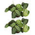 Green boutiQ - Zimmerpflanze - Maranta Fascinator Silverband - Gebetskraut - Haustierfreundlich - Grün - 2 Pflanzen - Topf 12cm - Höhe 30-35cm Bild 2