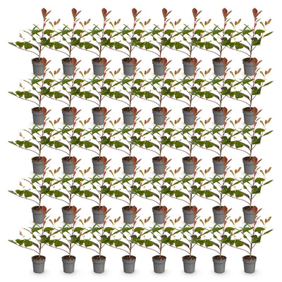 Green boutiQ - 40x Photinia fraseri Red Robin - Glanzmispel - Heckenpflanzen - Immergrün - Rot - Topf 9cm - Höhe 25-35cm
