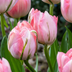 48x Tulipa Double Pink - Gefüllte Rosa Tulpen - Frühblüher Bild 1