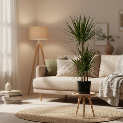 Dracaena Marginata: Eleganz & Pflegeleichtigkeit (H120cm, m. elho Topf)