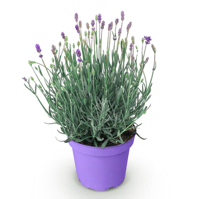Lavendel Munstead: Violett, Winterhart, Duftend - Topf 12cm