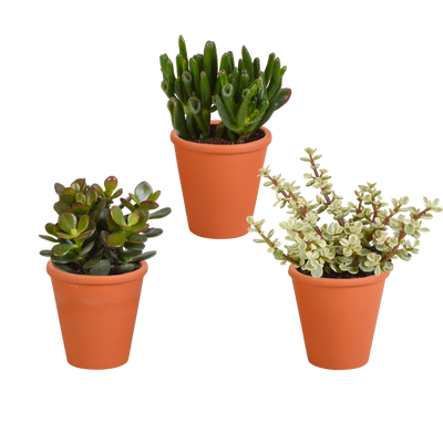 Crassula-Mix 3er Set im Terrakottatopf