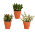 Crassula-Mix 3er Set im Terrakottatopf Bild 1