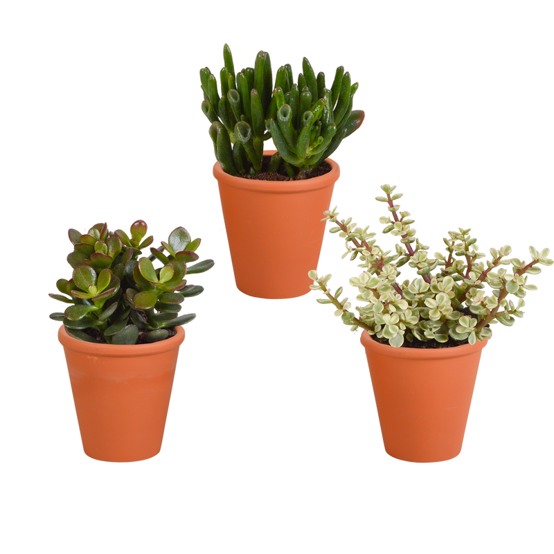 Crassula-Mix 3er Set im Terrakottatopf