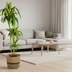 Dracaena Hawaiian Sunshine mit Korb, 130-150cm Bild 5