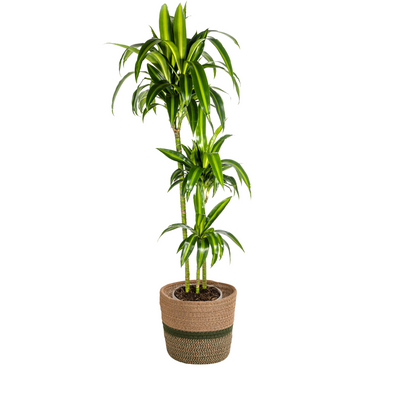 Dracaena Hawaiian Sunshine mit Korb, 130-150cm