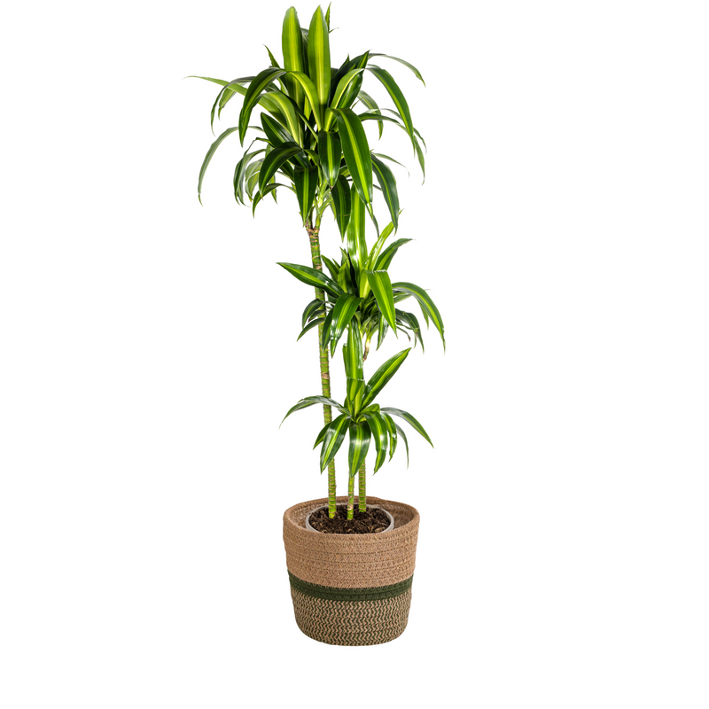 Dracaena Hawaiian Sunshine mit Korb, 130-150cm