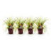 GreenboutiQ Carex oshimensis Everillo Ziergras - Gelb - 4er Set Bild 3