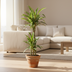 Dracaena Deremensis 'White Stripe' – Große Zimmerpflanze mit elegantem Blattwerk Bild 6