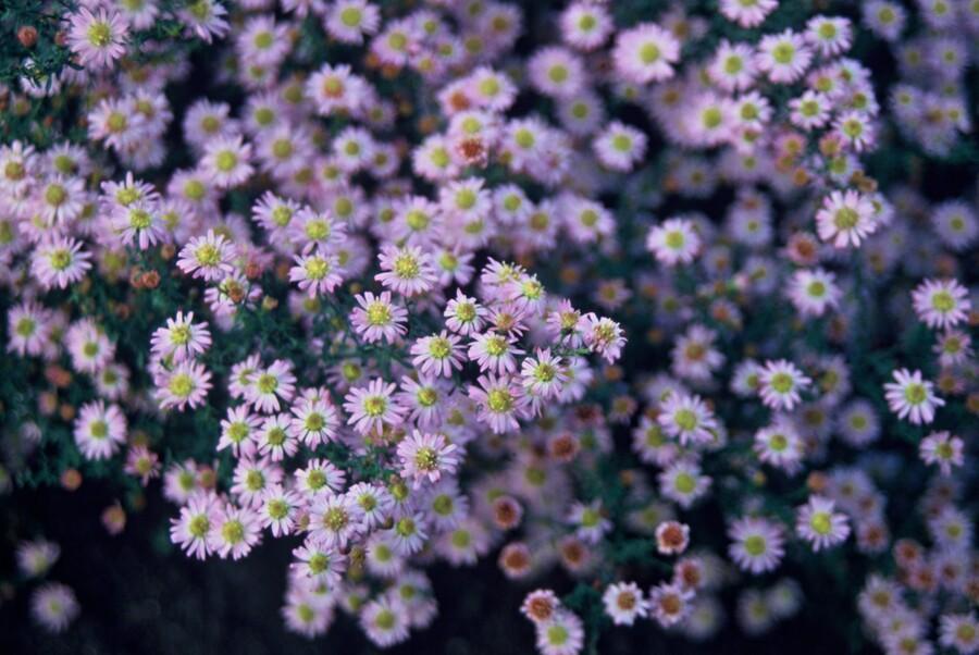 12x Aster ageratoides 'Stardust' - Weiße Herbstastern im 9cm Topf