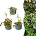 3x Baby Peperomia Mix: Grün, Rot, Tropisch - Ø6cm Bild 1
