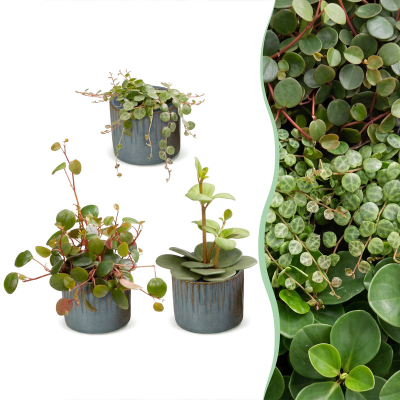 3x Baby Peperomia Mix: Grün, Rot, Tropisch - Ø6cm