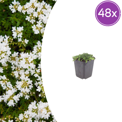 48x Thymus praecox 'Albiflorus' - Polsterthymian, weiß, 10-25cm