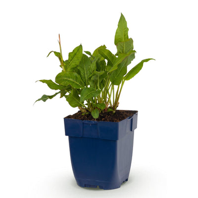 Green boutiQ - Perennial Plant - Persicaria ampl. Rosea - Knotweed - Shade - Pink - 1 Plant - 11cm Pot - Height 15-25cm