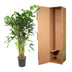 Caryota Mitis Fischschwanzpalme – 150 cm – Ø24 Bild 4
