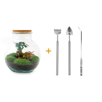 Bottle Garden Teddy Bonsai DIY Kit with Tools & Instructions