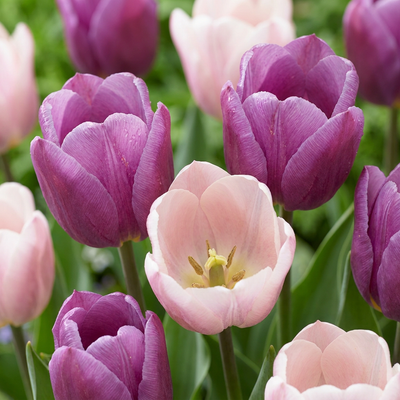 24x Tulpenzwiebeln Macron Mix - Frühblüher, Größe 11/12