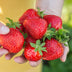 GreenboutiQ Strawberry Plants Fragaria Maxim: 6x Winter-Hardy in a Pot Bild 7
