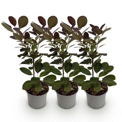 Cotinus coggygria 'Royal Purple' - Lila Perücke - 3 Pflanzen