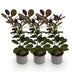 Cotinus coggygria 'Royal Purple' - Lila Perücke - 3 Pflanzen Bild 2