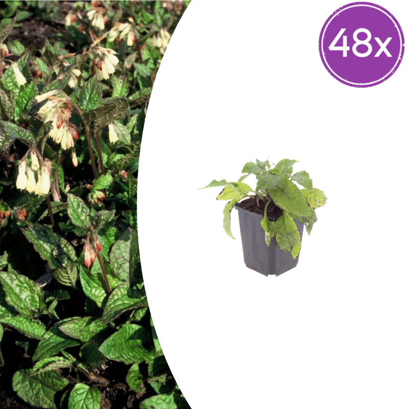 48x Symphytum grandiflorum Perennial, 10-25cm, Ø9cm pot