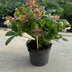 Helleborus Viv Victoria Rose-Creme Blüte, 17cm Topf Bild 2