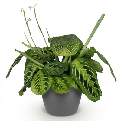 Maranta Fascinator Lemon Lime Zimmerpflanze im Topf 12cm