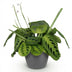 Maranta Fascinator Lemon Lime Zimmerpflanze im Topf 12cm Bild 2