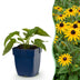 Green boutiQ - Staude - Rudbeckia fulg. Goldsturm - Gelbe Sonnenhut - Bienen- und Schmetterlingsanwerfer - Gelb - 12 Pflanzen - Topf 11cm - Höhe 15-25cm Bild 1