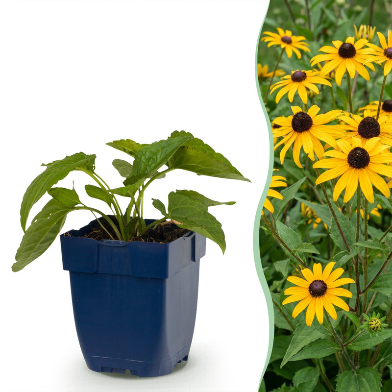 Green boutiQ - Staude - Rudbeckia fulg. Goldsturm - Gelbe Sonnenhut - Bienen- und Schmetterlingsanwerfer - Gelb - 12 Pflanzen - Topf 11cm - Höhe 15-25cm