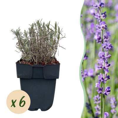 GreenboutiQ Lavendel 'Hidcote' - 6 Pflanzen für duftende Hecken