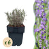 GreenboutiQ Lavendel 'Hidcote' - 6 Pflanzen für duftende Hecken Bild 1