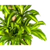 Dracaena Fragrans Massangeana Karussell Ø30cm, 130-150cm Bild 5