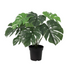 Artificial Monstera Deliciosa, 45cm - Tropical flair without the fuss Bild 1