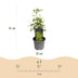 Acer palmatum Seiryu: Japanischer Ahorn, 3 Pflanzen, 35cm, Topf 12cm Bild 3