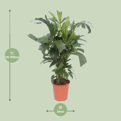 Caryota Mitis - Fischschwanzpalme, Ø24cm, H110cm